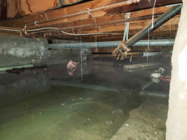Best Basement water damage restoration  in Fris, CO